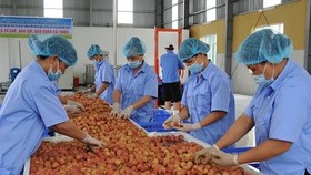 The transportation cost has accounted for 61 percent of total logistics cost for fruit and vegetable products. (Photo: kinhtedothi.vn)
