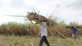 Farmers in Tra Cu district, Tra Vinh province, harvest sugar canes (Photo: VNA)