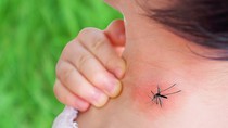 Dengue cases rise in Vietnam