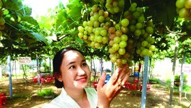 Thuy shares that vines seem to be suitable to climate in the Mekong Delta so it has more sugar than other region (Photo: SGGP)
