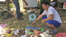 Police officers of Lam Dong province catch Nguyen Van Thanh in the act of restoring rare animals (Photo: SGGP)