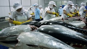 Workers process tuna at a factory. Marine product exports are expected to rise to US$3.5 billion this year, up 17 percent from 2018. — VNA/VNS Photo