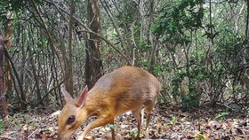 A silver-backed chevrotain (Tragulus versicolor), a critically endangered species, is spotted by a camera trap on June 21, 2018 in the Nui Chua National Park of Ninh Thuan province (Source: AFP/VNA)