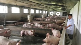 State agencies try to increase hog herds for Tet holiday consumer demand (Photo: SGGP)