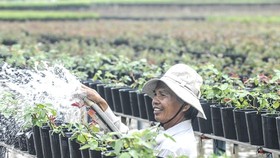 A flower grower in Sa Dec village is taking care of his flower pots (Photo: SGGP)