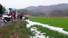 Hail covers paddy crops.(Photo: Central Steering Committee for Natural Disaster Prevention and Control)