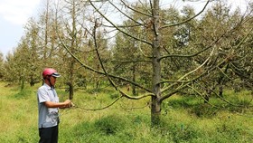 Hectares of durian are dry due to drought and saline intrusion