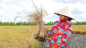 Dry rice fields in the Mekong Delta provinces. (Photo:Huynh Loi)