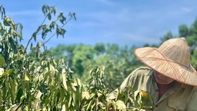 Hot climate, drought cause severe damage in Ha Tinh