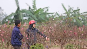 Seven days off for Tet holiday 2021 proposed