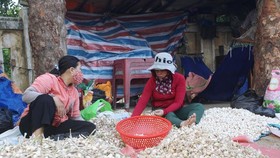700 tons of dried garlic in Ly Son Island District have not been consumed to the market