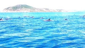 Dolphins leapt fast from the water.