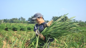 Hoa nở sớm, người dân Quảng Ngãi ngậm ngùi bán lỗ