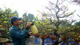 Quảng Ngãi: Nhộn nhịp chợ hoa sớm, hội xuân khai mở