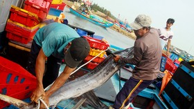 Trúng cá "khủng" nhưng giá rẻ bèo, ngư dân Quảng Ngãi chịu lỗ