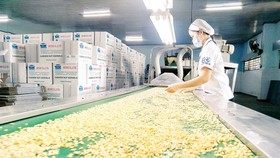 Kiểm tra nhân điều sơ chế xuất khẩu. Ảnh: ĐÌNH TRƯỜNG