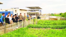 Vườn rau xanh trên cát trắng Nam Sudan