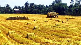 Đa dạng thị trường xuất khẩu gạo