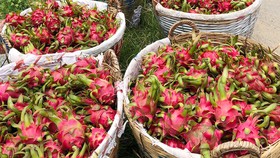 Mỗi ngày xuất 50 tấn thanh long bằng đường biển