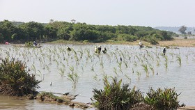Thành lập Khu bảo tồn đất ngập nước Tam Giang - Cầu Hai