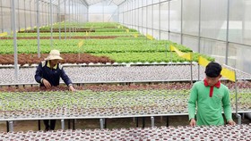 Bình Phước tập trung phát triển nông nghiệp ứng dụng công nghệ cao