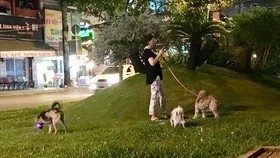 Chó vẫn thả rông nơi công cộng
