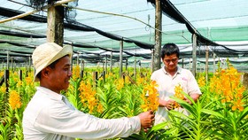 Sản phẩm nông nghiệp chủ lực khó tìm đầu ra
