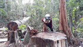 Rừng ở huyện Kbang, tỉnh Gia Lai bị đốn hạ
