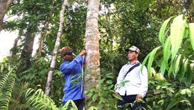 Định vị để bảo tồn, lưu giữ giống quế mẹ bản địa ở Trà Bồng, Quảng Ngãi. Ảnh: NGỌC OAI