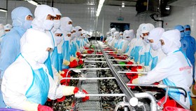 Chế biến tôm xuất khẩu tại một doanh nghiệp trên địa bàn tỉnh Cà Mau