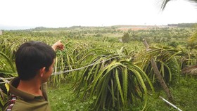 Người dân bức xúc vì trang trại heo quy mô lớn gây ô nhiễm
