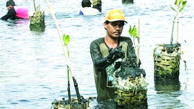 Trồng lại rừng ngập mặn ở Indonesia