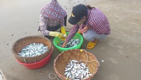 Mùa lưới cá trích ở thành phố biển Vũng Tàu