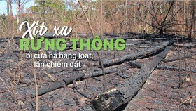 Xót xa rừng thông bị cưa hạ hàng loạt, lấn chiếm đất