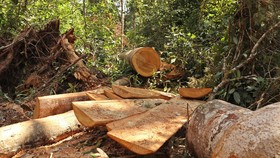 Lâm Đồng “hoả tốc” chỉ đạo điều tra, xử lý vụ rừng bạch tùng trăm tuổi bị cưa hạ