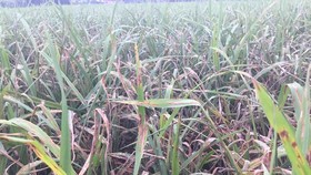 Khẩn cấp cứu 1,1 triệu ha lúa có nguy cơ mắc bệnh cháy lá