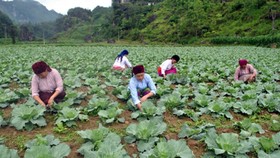 Cả nước có hơn 25.000 hợp tác xã