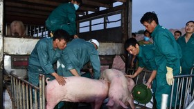 Thái Lan giảm xuất khẩu thịt heo sang Việt Nam