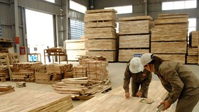 Chế biến ván gỗ cao su. Ảnh minh họa: Báo Gia Lai