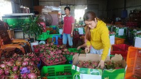 Thanh long bất ngờ tăng giá gấp hơn 3 lần