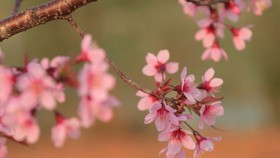 Wild himalayan cherry lures visitors to Da Lat city