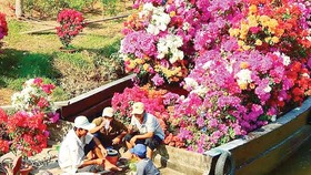 Flower and ornamental plants transported to the market for sale (Photo: SGGP)