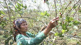 A farmer harvests back berry (Photo: SGGP)