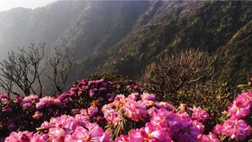 Brilliant blooming Rhododendron simsii in Fansipan