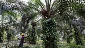 A worker collects palm oil fruits (Photo: Reuters)
