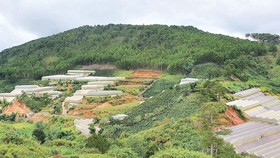 Greenhouses spotted all over forest lands in Lam Dong