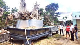 Giant old-growth trees on sales in Phu Cat district market, Binh Dinh province (Photo: SGGP)