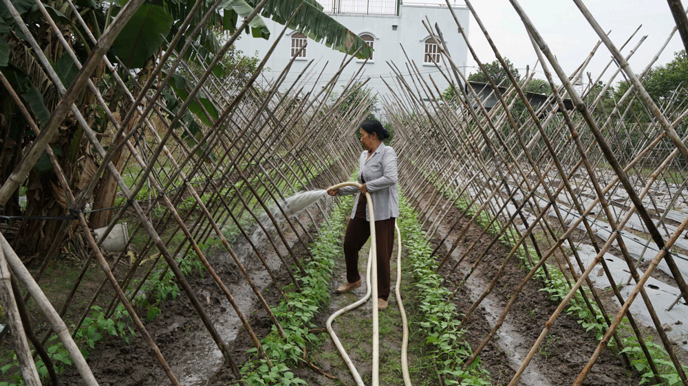 Bài 1: “Làn gió” nông nghiệp công nghệ cao