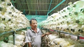 Một trang trại nấm. Ảnh: MAI HOA