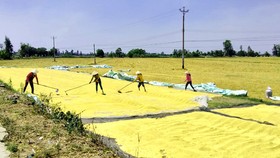 Thu hoạch lúa đông xuân ở Cần Thơ